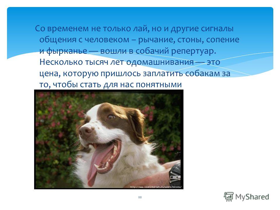 Как отучить собаку лаять. Сопения о собаки что она Умет например собака.