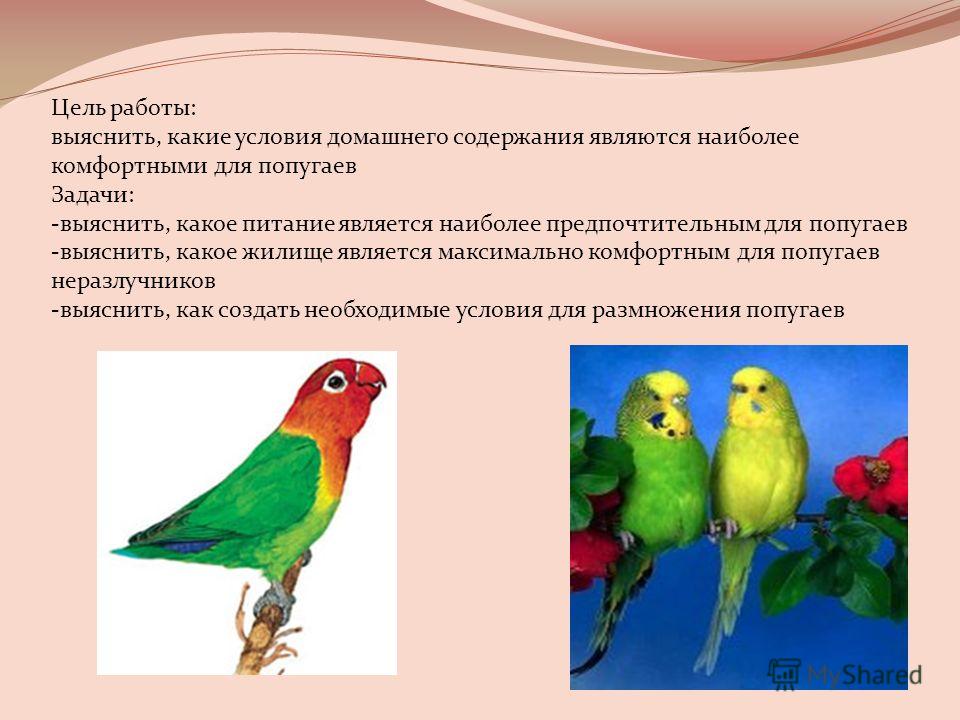 Задача про попугая впр. Задача про попугаев. Презентация на тему попугай. Загадка про попугая для детей.