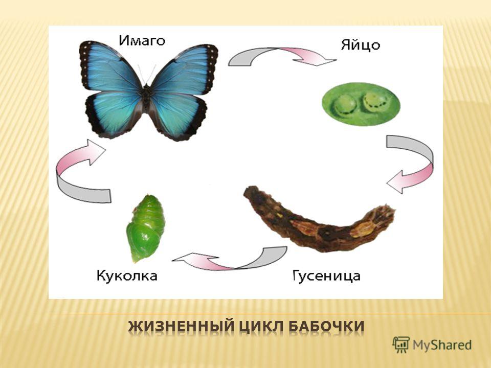 Как появляется бабочка из гусеницы схема - 95 фото