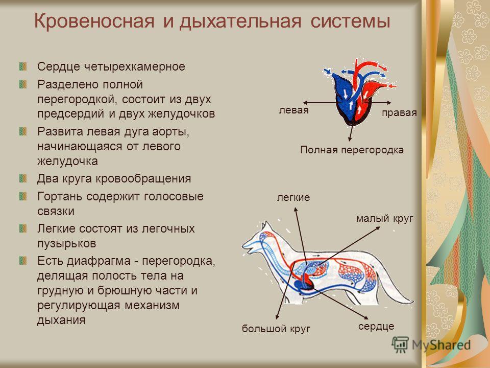 Дыхание собаки