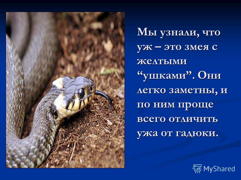 Гадюка в какой природной зоне. Сходство змей гадюки и ужа. Гадюка и уж сходство и различия. Сходство змей гадюки и ужа 3 класс. Отличие ужа от гадюки.