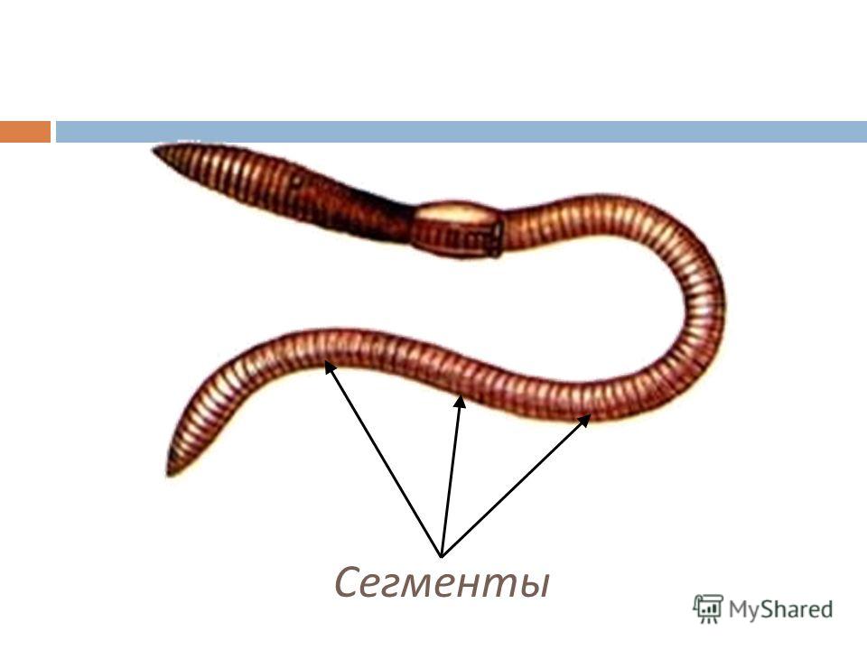 Биология строение червей