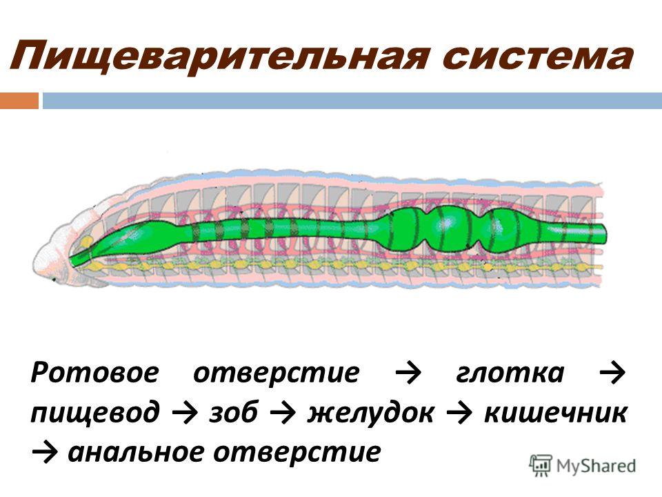Пищевод зоб. Пищеварительная система кольчатых червей схема. Пищеварительная система кольчатых червей 7 класс. Тип кольчатые черви дыхательная система. Пищеварительная система кольчатого червя.
