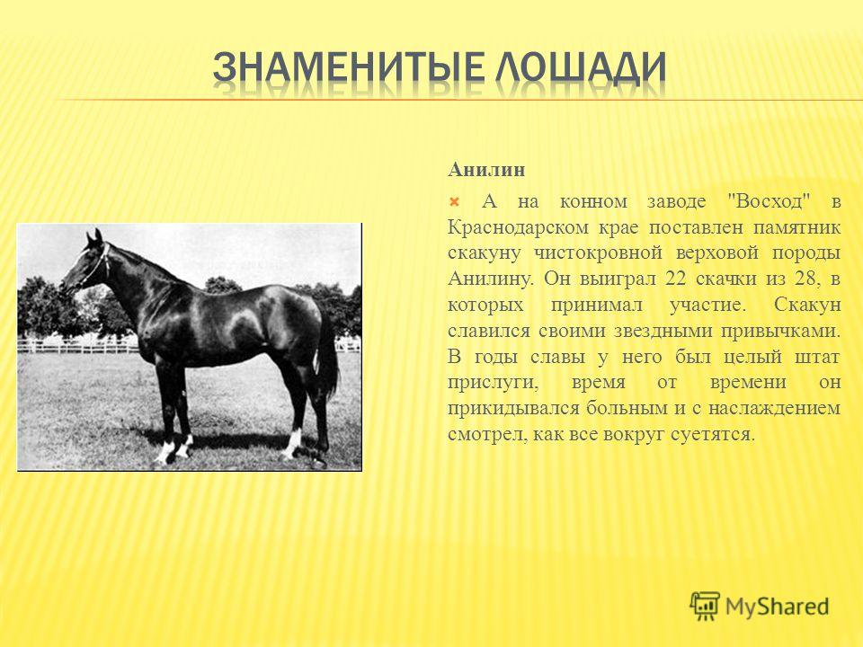 Как звали коня. Памятник лошади анилину. Самые известные клички лошадей. Знаменитые лошади кобылы. Выдающийся жеребец анилин.