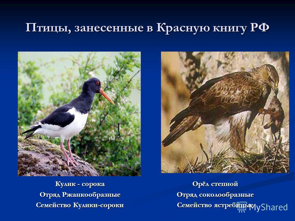 Птицы в красной книге фото и названия