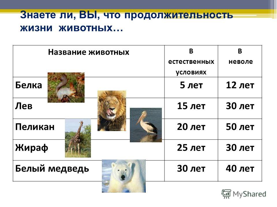 Сколько лет жив. Продолжительность жизни животных окружающий мир таблица. Животные Продолжительность жизни таблица волк. Продолжительность жизни животных 1 класс таблица. Продолжительность жизни животных таблица белка.