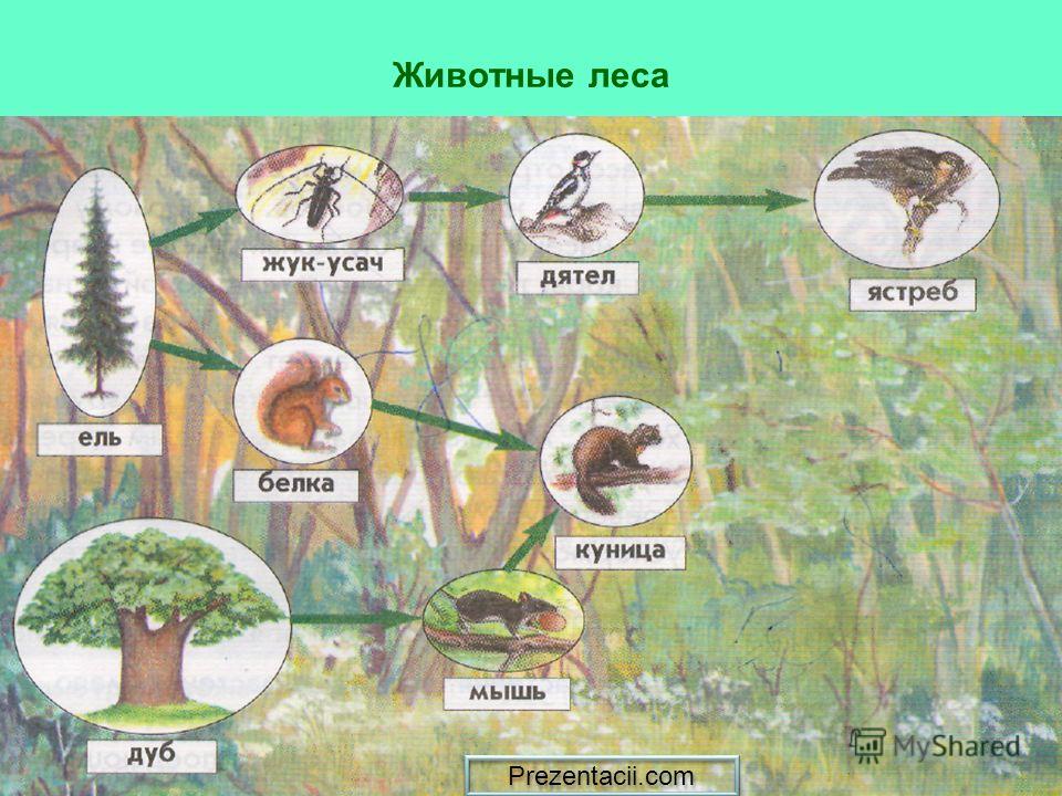 Лесная цепь. Экосистема леса. Экосистема леса для дошкольников. Лес -экологическая система. Экосистема дерева.