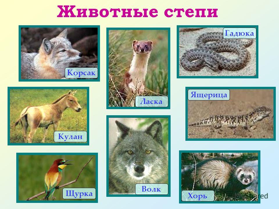 Живые организмы в степи. Животные степи. Животные Степной зоны России. Животные зоны степей. Растения и животные степи.