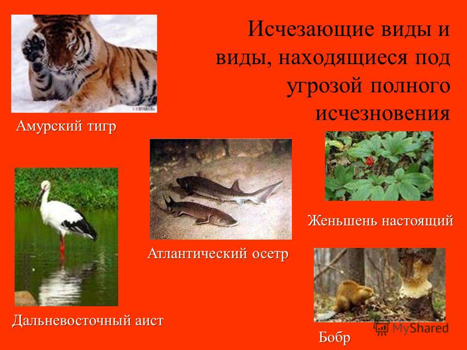 Животные россии внесены в красную книгу россии фото
