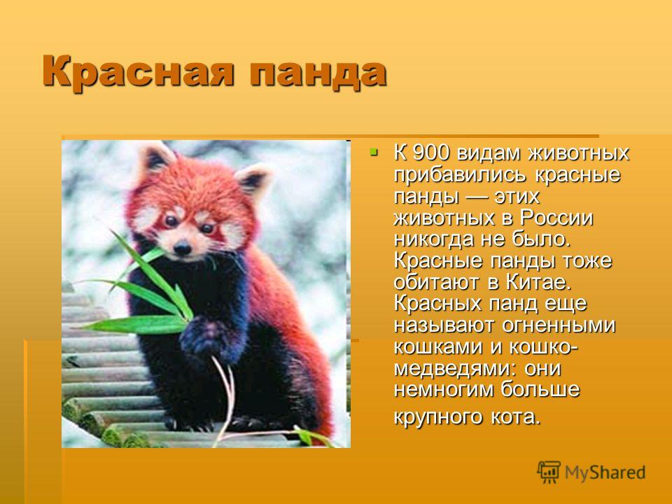 Черепа лесных животных фото и название