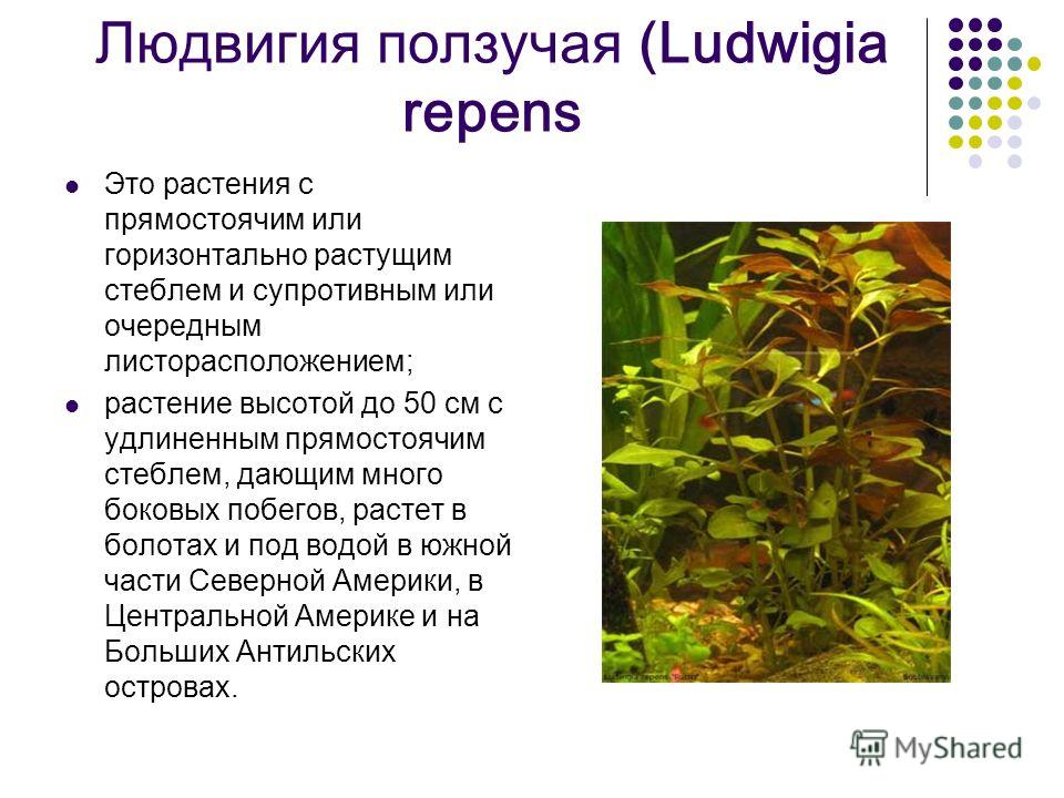 Содержание растений. Людвигия ползучая содержание в аквариуме. Презентация на тему аквариумные растения. Водоросли Людвигия. Аквариумные растения таблица.