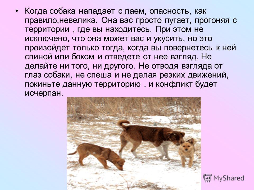 Видеть во сне напали собаки. Напала собака что делать. При нападении собаки.