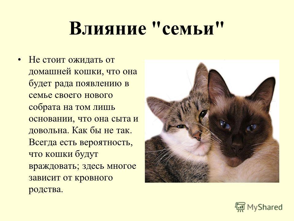 Небольшой рассказ про кошку. Презентация на тему кошки. Домашние кошки презентация. Презентация о домашней кошке. Котята для презентации.