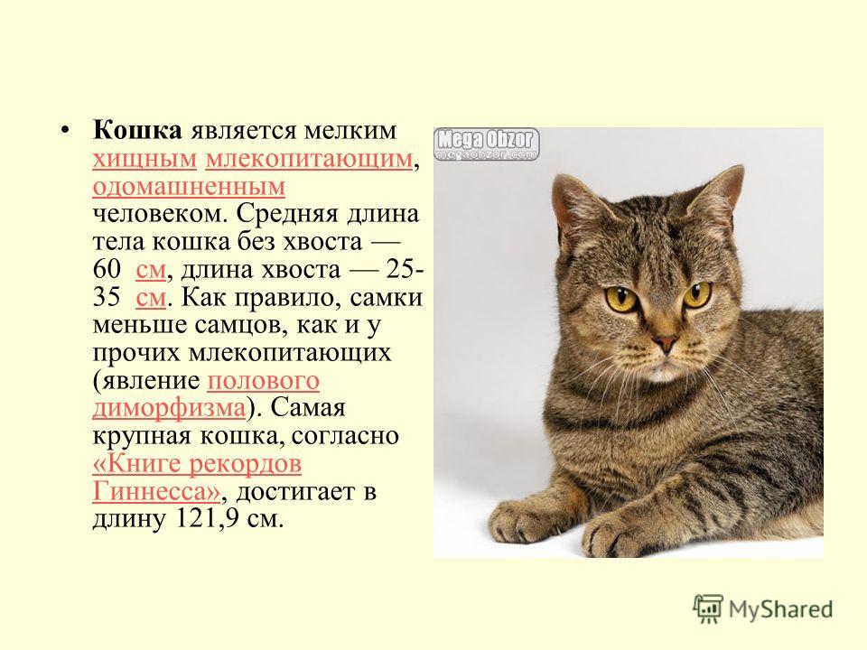 Сколько времени кошка