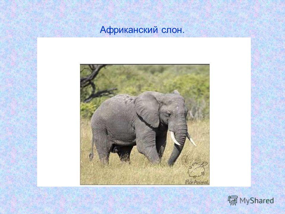 Индийская пословица когда слон. Африканский слон. Презентация про слонов. Сообщение о слоне в Африке.