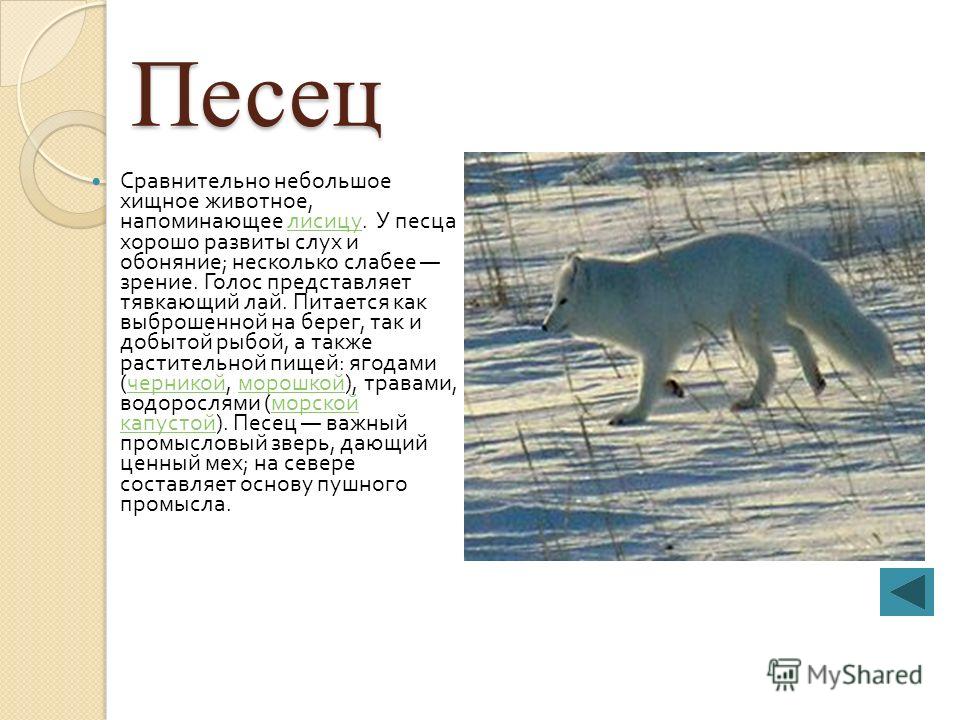 Животные тундры доклад 4 класс окружающий мир. Описание артической Лимы. Песец доклад 4 класс. Рассказ про песца 4 класс. Краткая характеристика песца.