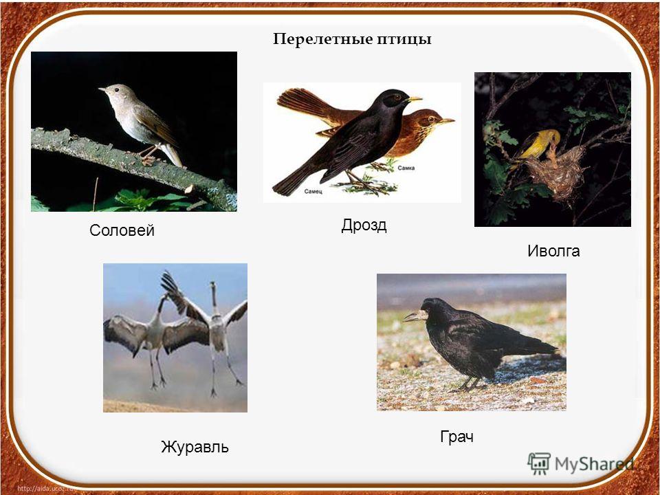 Грачи перелетные птицы или нет