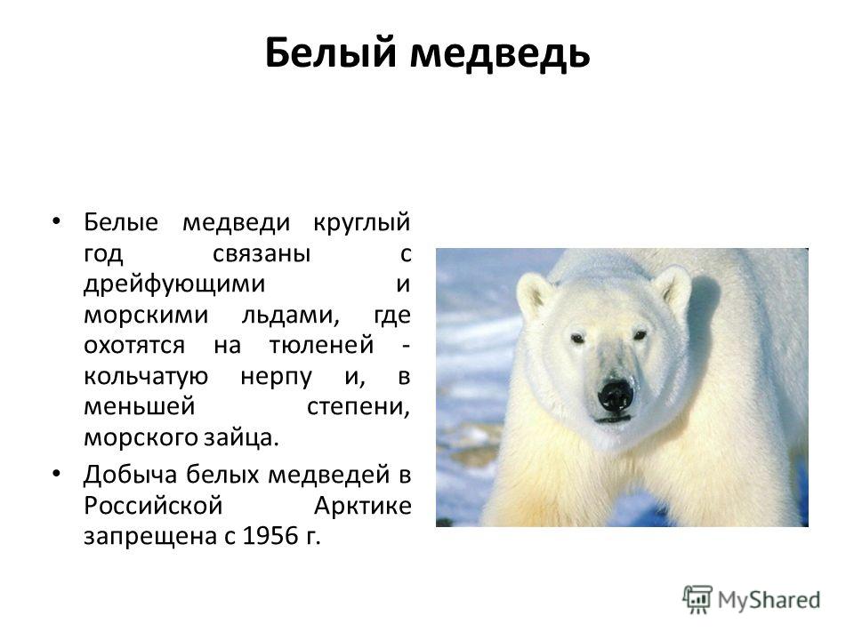 Почему медведи занесены в красную книгу. Занесен ли белый медведь в красную книгу.