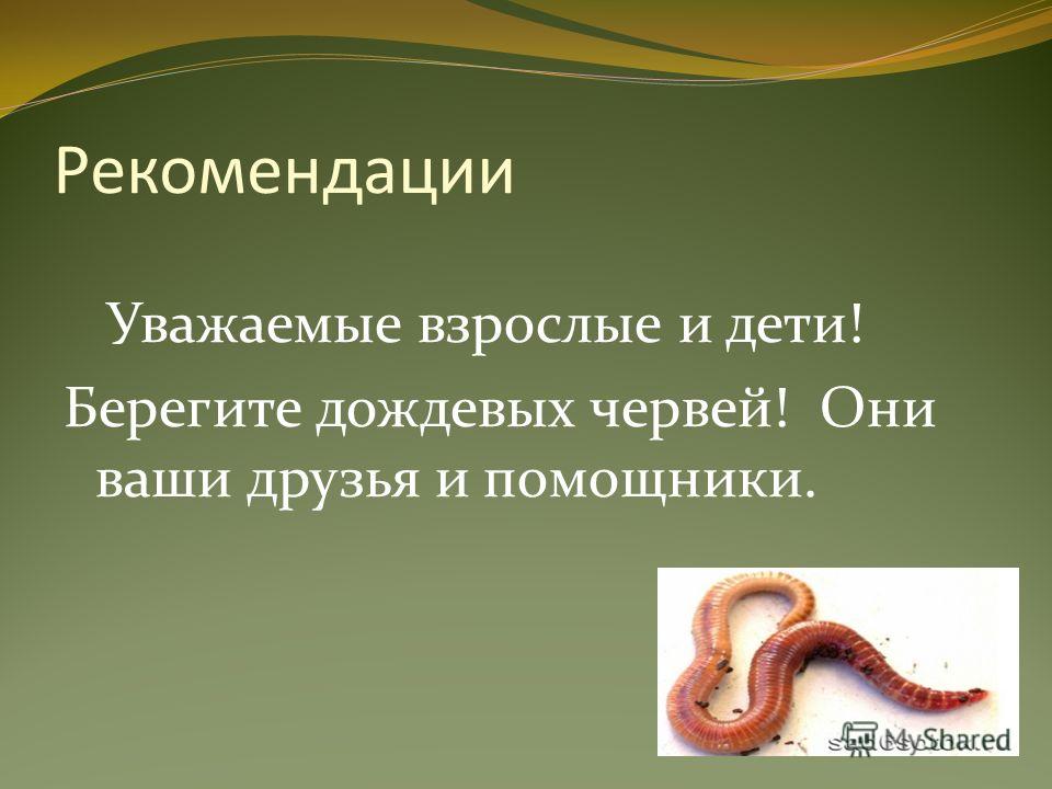 Дождевой червь какая биологическая наука