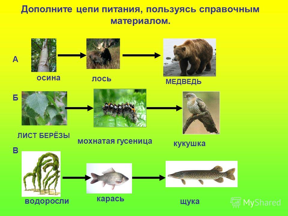 Картинки пищевой цепочки в природе