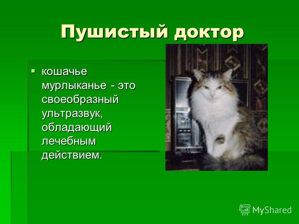 Почему кошки мурлычут проект