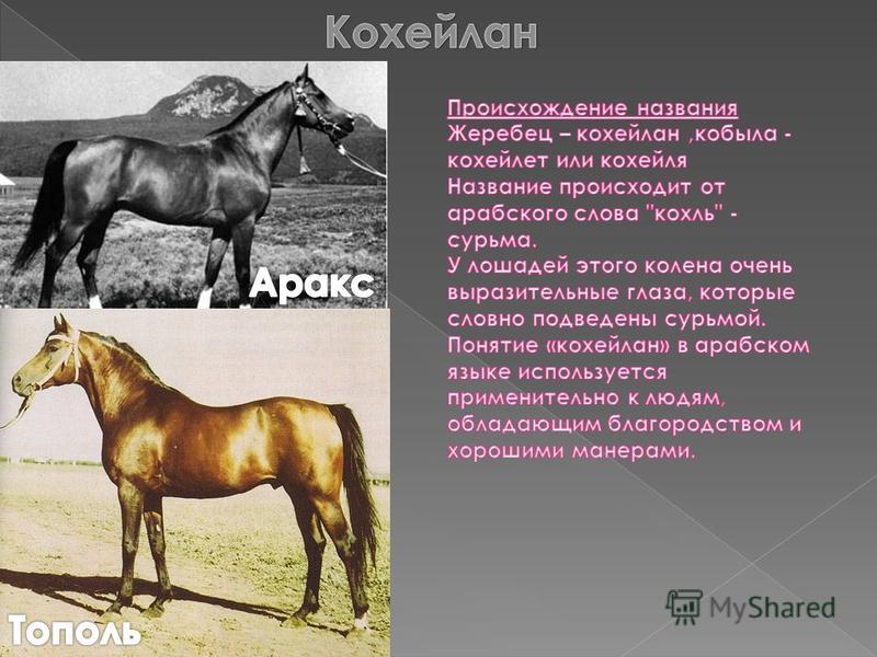 Русские клички лошадей. Имена для лошадей. Клички лошадей кобыл. Клички для кобыл Жеребцов. Арабские имена для лошадей Жеребцов.