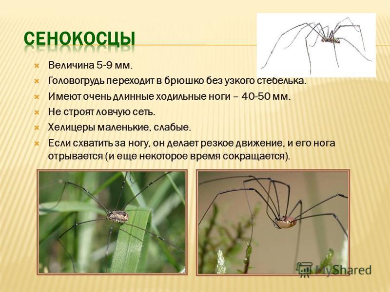 Сколько пар ходильных ног у паука крестовика. Ходильные ноги паукообразных. Хелицеры паукообразных. Ходильные ноги клеща. Ходильные ноги паука присоединяются к.