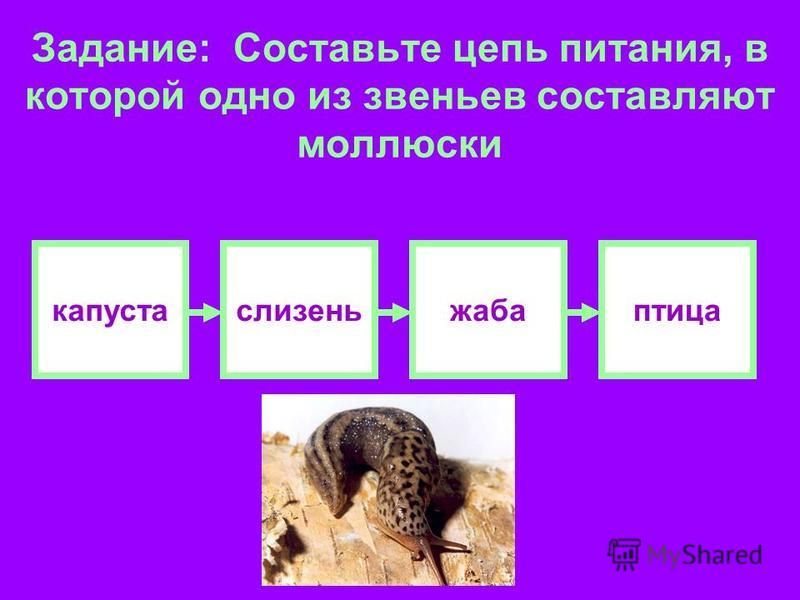 Звено в цепи питания. Составьте цепь питания состоящую из 4 звеньев. Составь цепь питания. Цепь питания из 4 звеньев. Цепь питания из четырех звеньев..