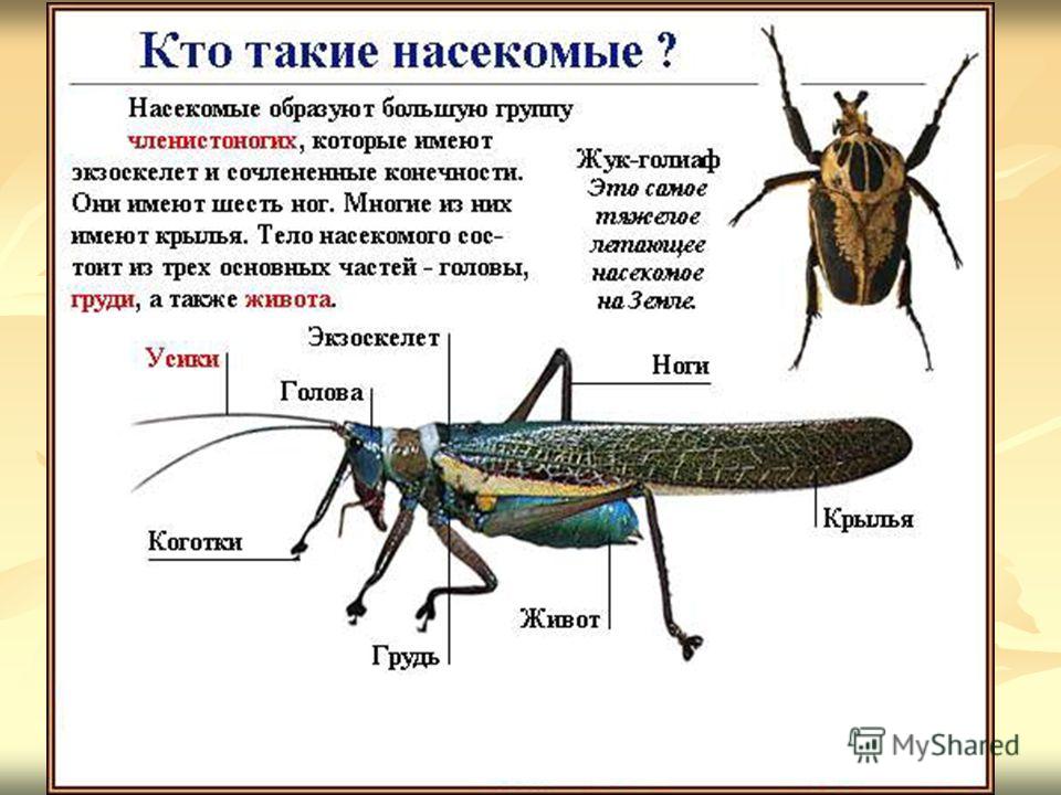 Насекомые картинки с названиями и описанием