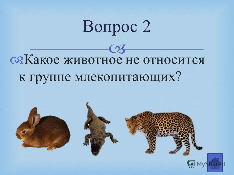 Животное какой вопрос. Какие животные относятся к группе млекопитающих. Вопросы про млекопитающих. Какое животное относят к группе млекопитающих. Какие животные не относятся к млекопитающим.