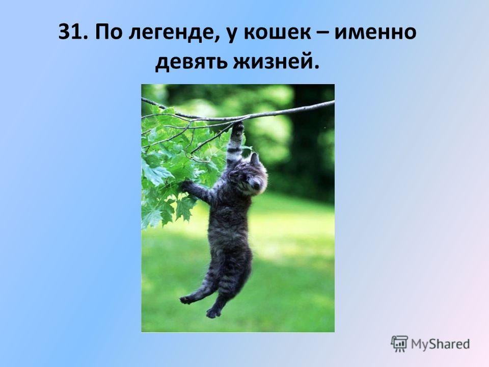 9 кошек