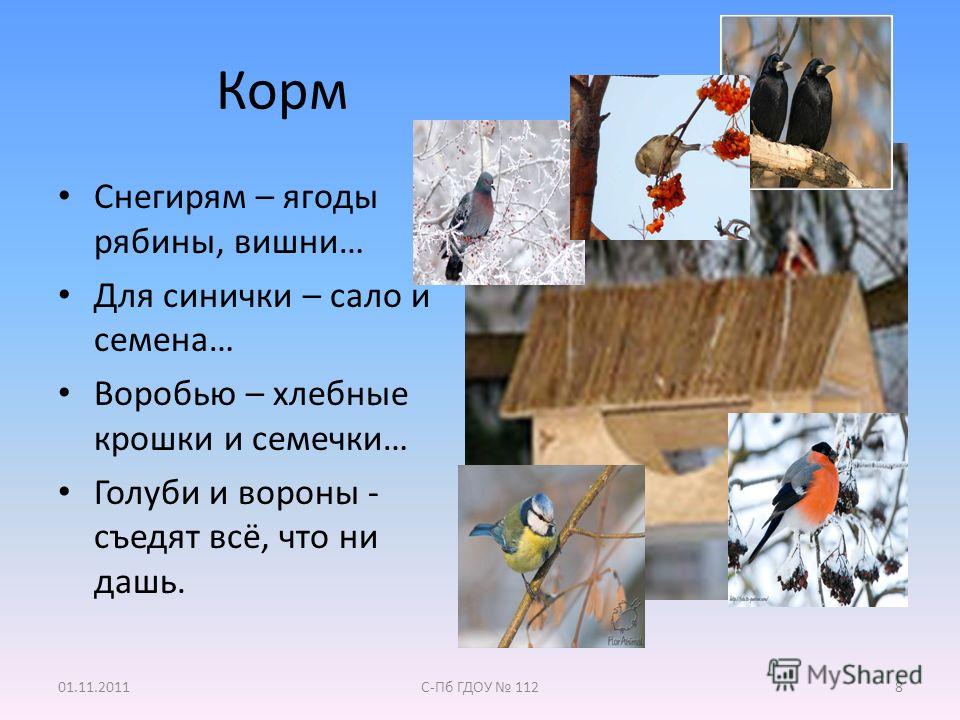 Что можно птицам в кормушку зимой. Корм для снегирей. Корм для синиц и Воробьев. Что можно давать синичкам и воробьям зимой. Корм для синиц и Воробьев зимой.