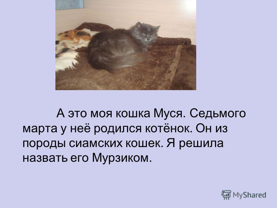 Описание котенка. Сочинение про кота. Сочинение на тему котенок. Рассказ про моего кота. История про котенка.