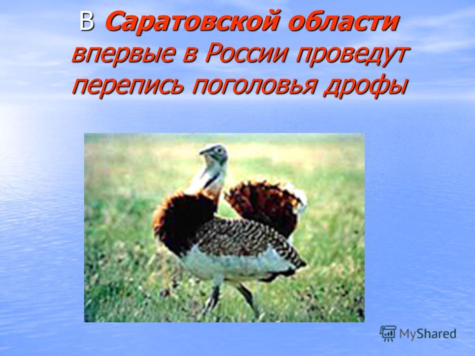 Дрофа природная зона. Дрофа в Саратовской области. Дрофа природный символ Саратовской области. Природный символ Саратовской области. Дрофа Саратовской области презентация.