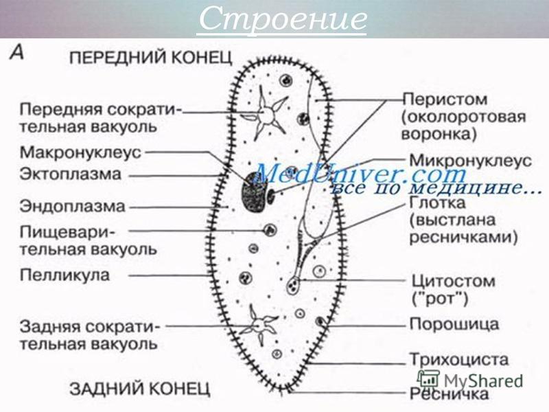 Инфузория рисунок с подписями. Инфузория туфелька передний и задний конец. Инфузория туфелька макронуклеус и микронуклеус. Инфузория туфелька рисунок с обозначениями. Пелликула простейших строение.