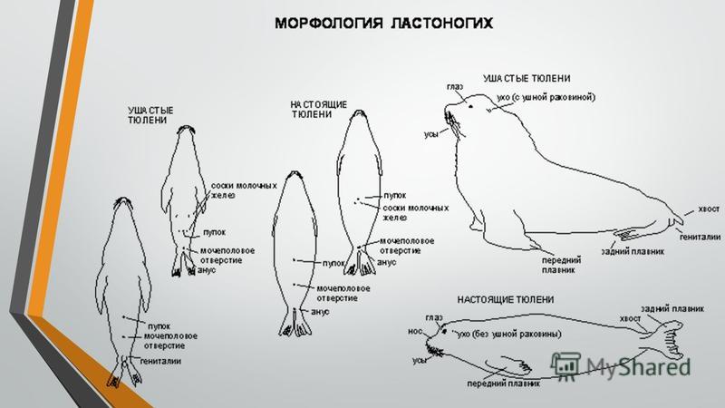 Возможная последовательность создания сложного изображения тюлень