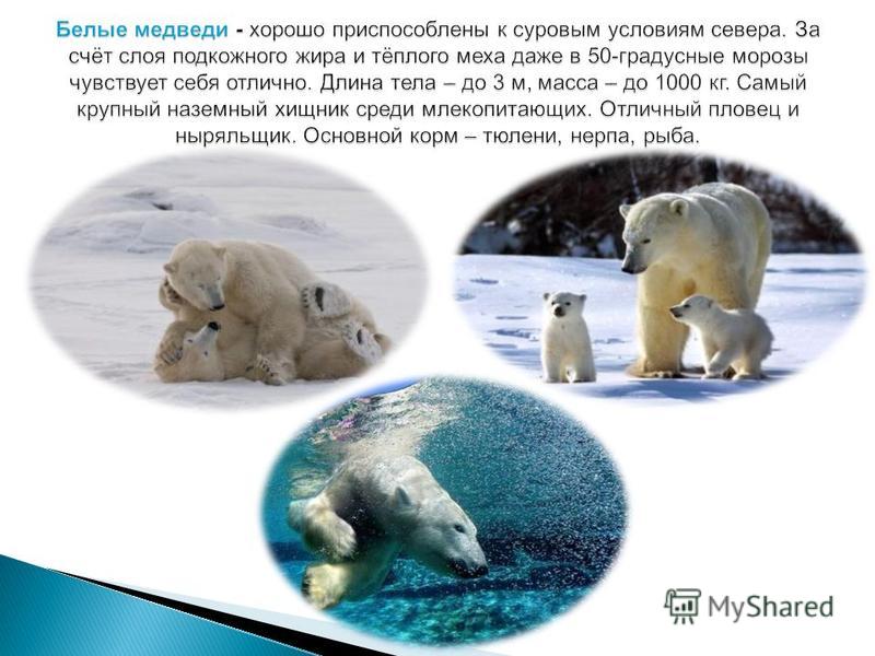 Как приспособились к жизни медведи. Жизнь белых медведей. Условия и приспособления белого медведя. Приспособление животных в Арктике. Среда обитания белого медведя.
