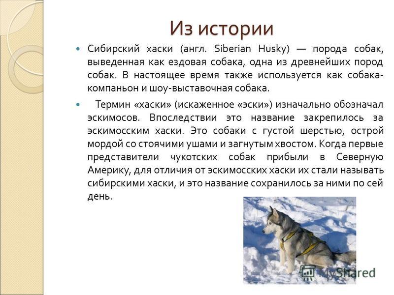 Рассказ о породе. Краткий рассказ о породе хаски. Рассказ о породе собак хаски. Доклад про хаски. Сообщение про собаку хаски.