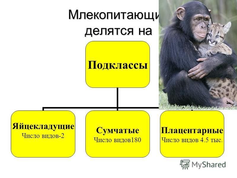 Признаки позволяющие отнести человека к млекопитающим