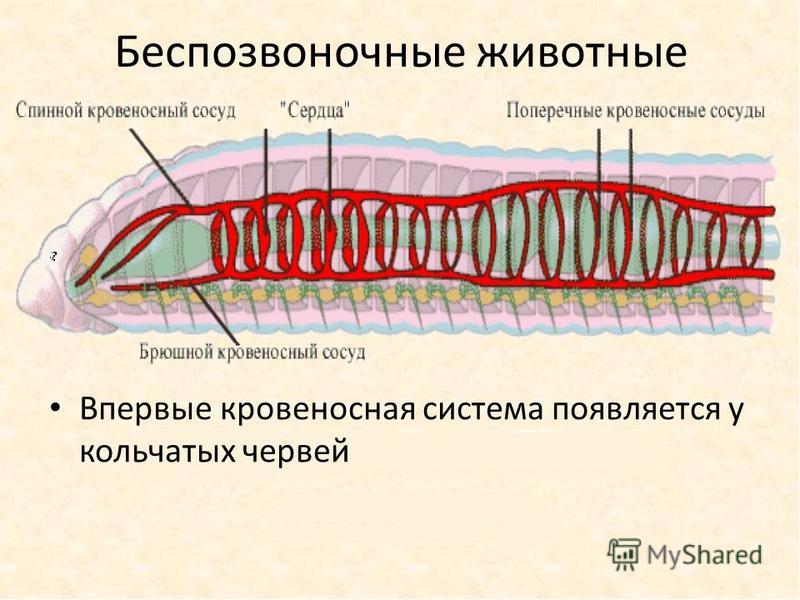 У кольчатых червей появляется система