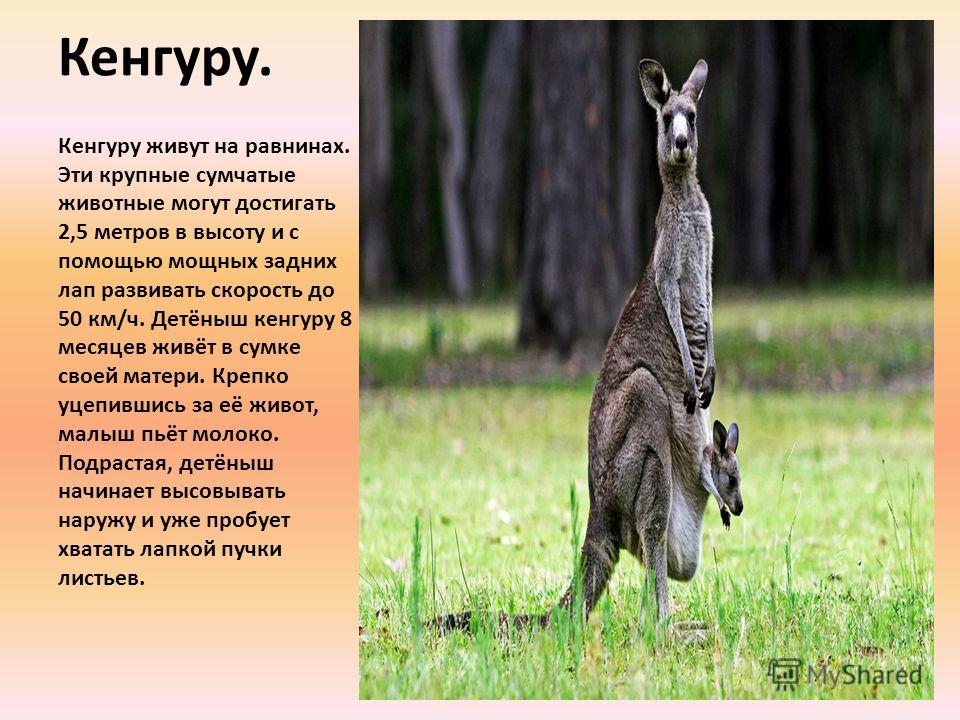 Интересное животное 3 класс. Кенгуру рассказ для детей 1 класса. Кенгуру сообщение кратко. Доклад о кенгуру 5 класс биология. Интересные факты о кенгуру.