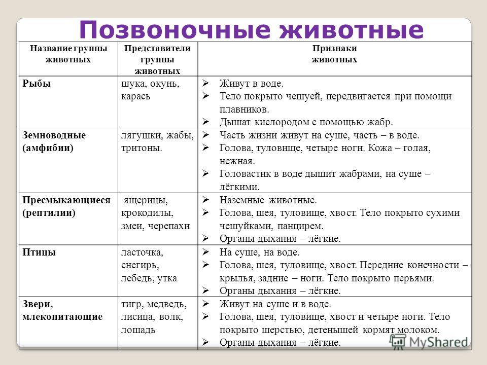 Окружающий мир 3 группы животных. Названия групп животных. Группы животных таблица. Признаки групп животных. Группы животных и их признаки.