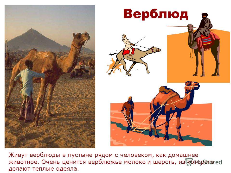 Лет живет верблюд. Верблюд в пустыне. Презентация на тему верблюд. Верблюд презентация для дошкольников. Верблюд живет в пустыне.