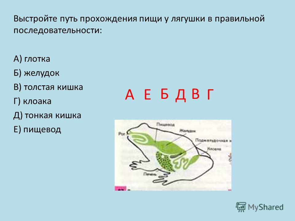 Правильная последовательность пути прохождения пищи у лягушки. Путь прохождения пищи у лягушки в правильной последовательности. Выстройте путь прохождения пищи у лягушки. Путь прохождения пищи у пресмыкающихся. Последовательность пути прохождения пищи у паука.