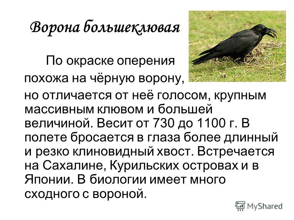 Сколько живут вороны. Вороны информация. Ворона сообщение. Вес ворона. Какого размера ворона.