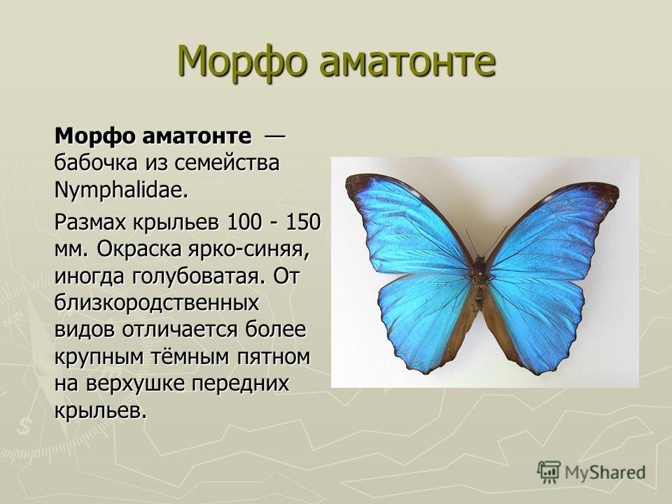 Слово морфа. Morpho Amathonte. Блю Морфо бабочка Легенда. Морфо Ахилл бабочка. Доклад про бабочку Морфо.