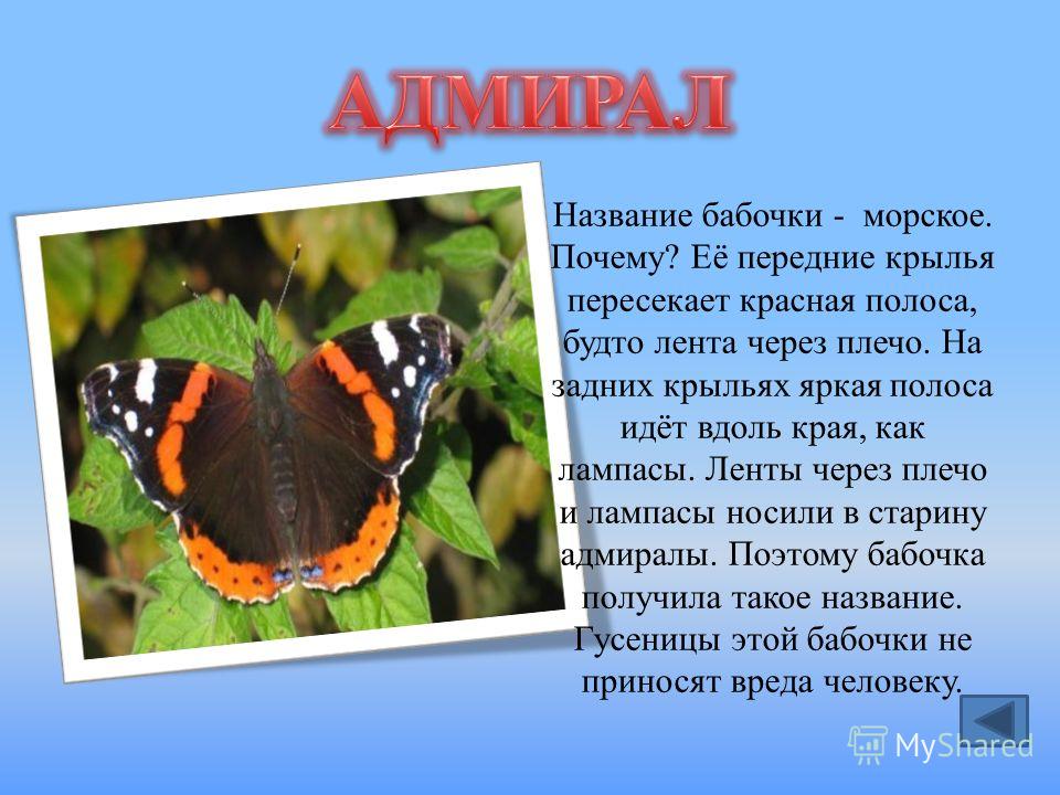 Крапивница описание для детей. Бабочки Адмирал лимонница траурница павлиний глаз. Бабочки Адмирал лимонница траурница. Бабочка Адмирал крапивница траурница. Бабочки Адмирал лимонница траурница павлиний глаз крапивница.