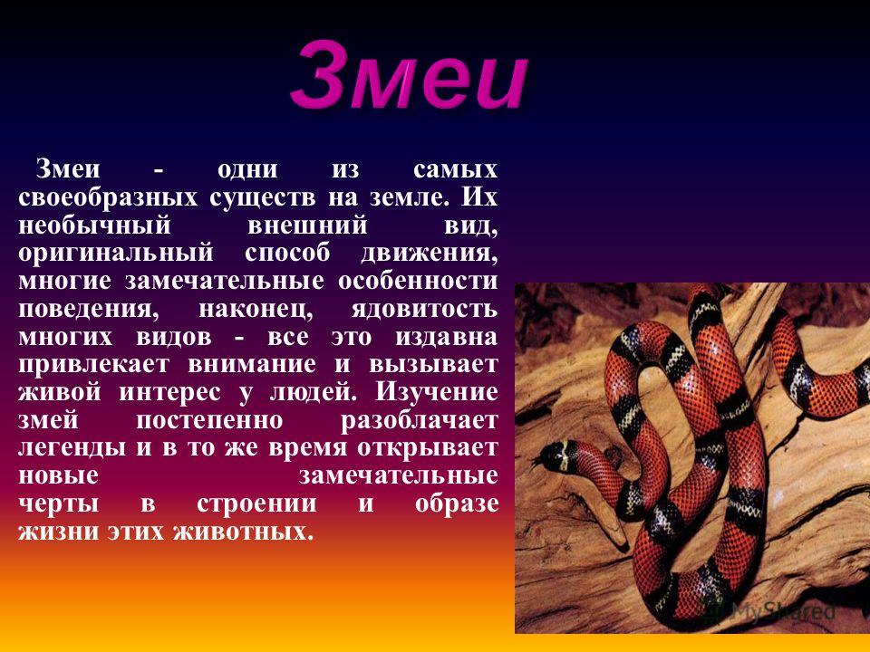 Змеи 4 класс. Сведения о змеях. Змеи презентация. Доклад о змеях. Доклад про змею.