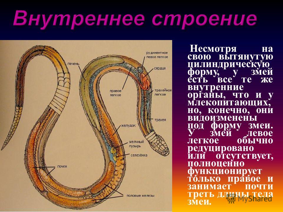 Какой признак внешнего строения змеи. Строение змеи внутренние органы. Строение пищеварительной системы змеи. Внутреннее строение змеи. Внутренне строение змеи.