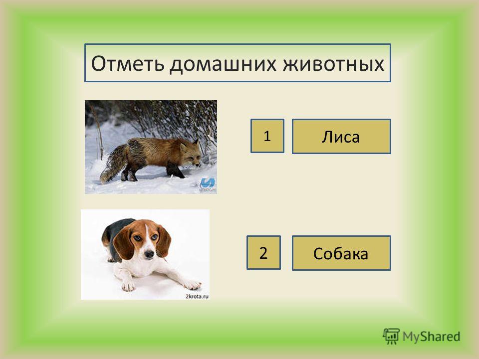 Собаки 2 класс окружающий. Отметь домашних животных окружающий мир. Отметь только домашних животных. 2 Собаки и 1 лиса. Раз собака два собака.